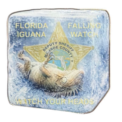 Iguana Watch