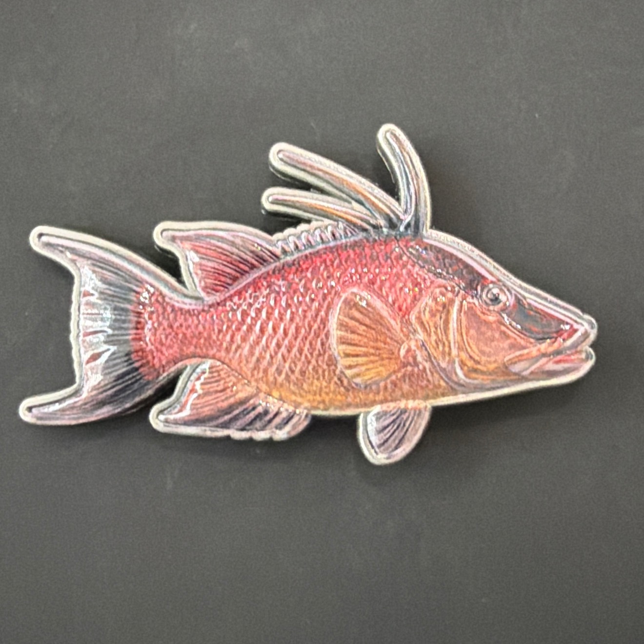 Hogfish — back