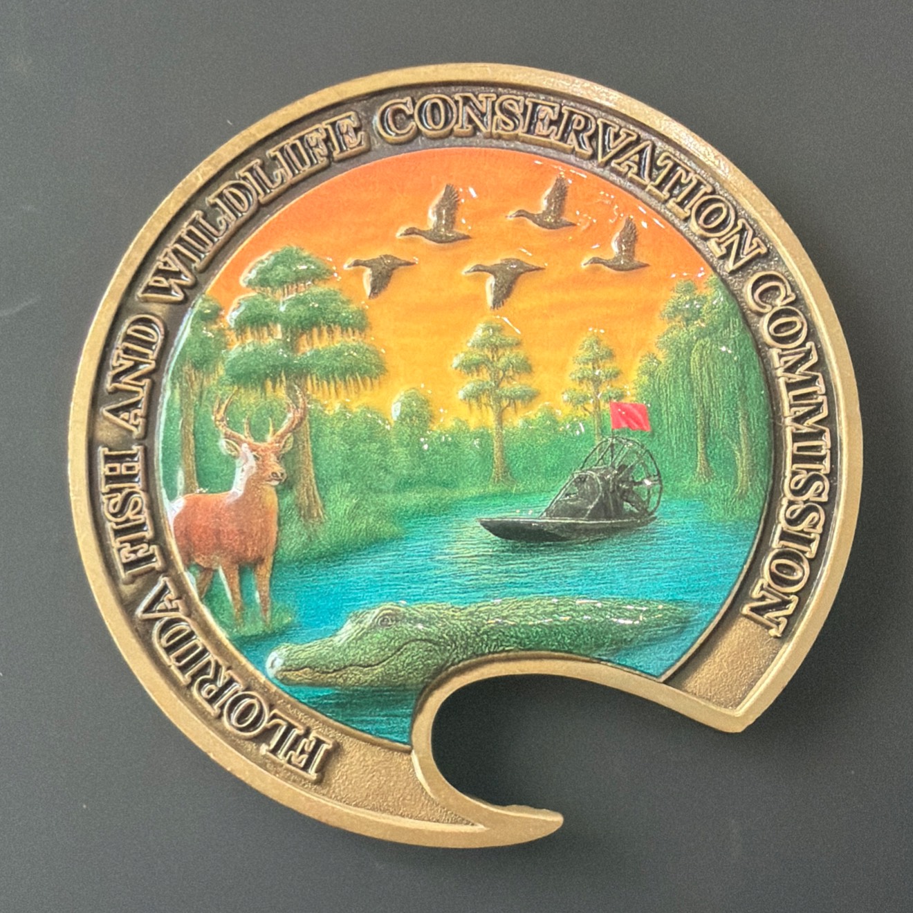Hogfish - FWC Class 50 — back