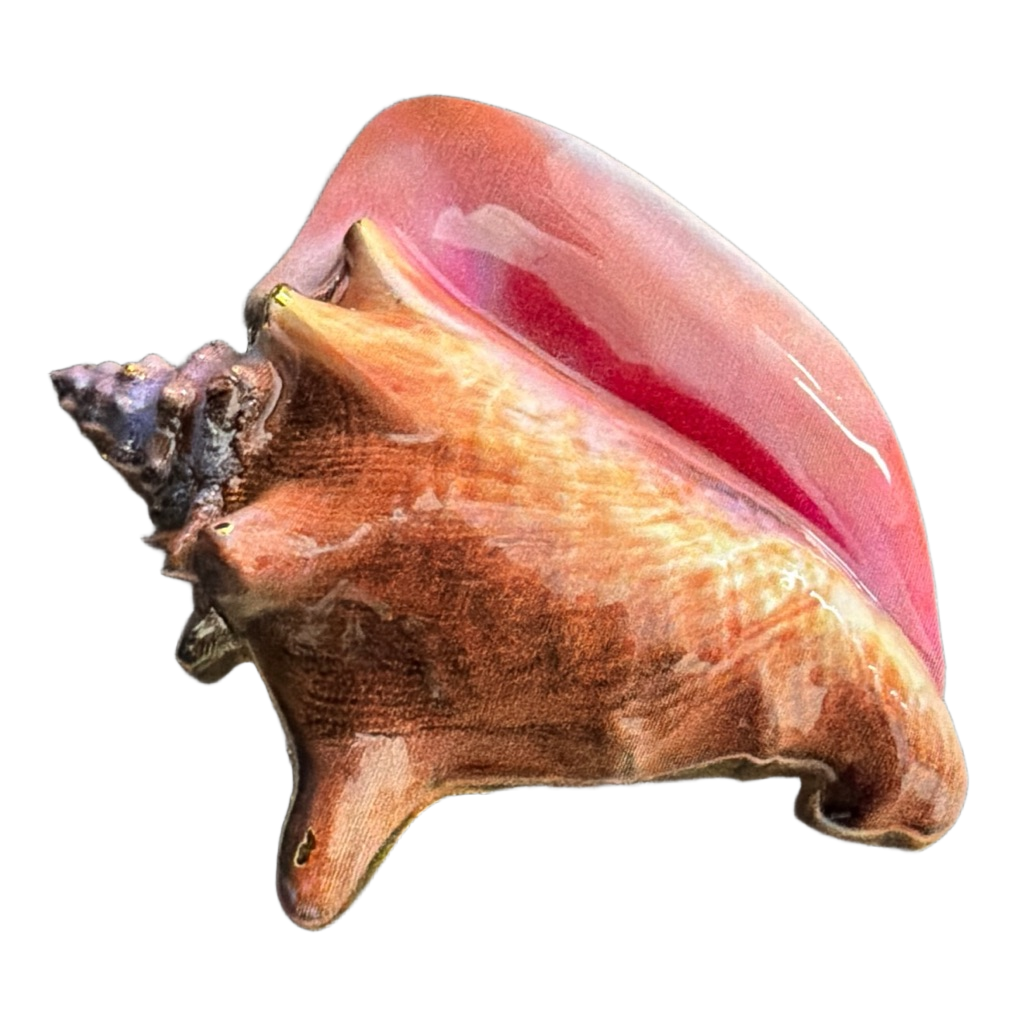 FWC - Conch Shell — front