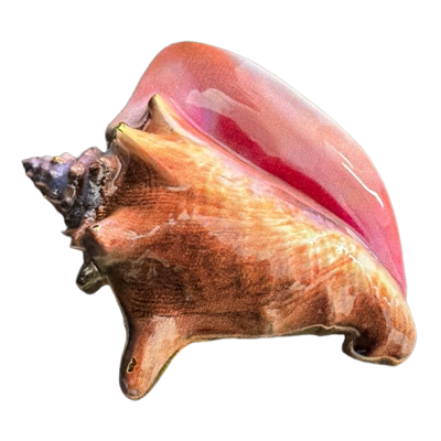 FWC - Conch Shell